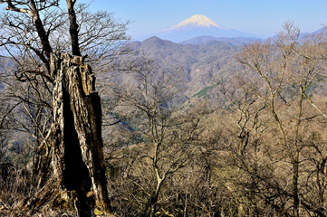 丹沢の丹沢主稜　大室山より望む富士山
丹沢　大室山より富士山、中央左から畦ヶ丸、菰釣山
