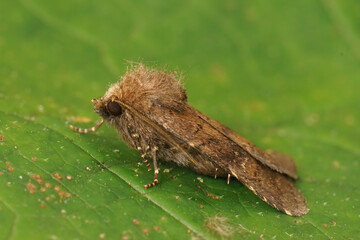 Closeup on a brown ustic owlet moth, Charanyca ferruginea sitting on a green leaf