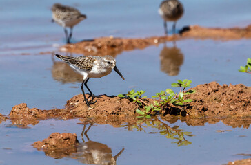 A Western Sandpiper standing on a mud mound with a bit of green vegetation while foraging in the mudflats of Arizona during migration season.