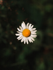 flying daisy