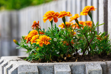 Flower bed with marigolds in an urban environment. Background with selective focus and copy space