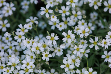 Flower bed with very beautiful flowers in an urban environment. Background with selective focus and copy space