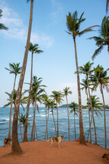 coconut tree hill in mirissa, sri lanka, with some stray dogs chilling