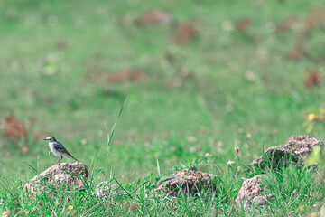 Bird standing on the rock in nature