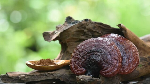 Reishi or lingzhi mushroom on nature background.