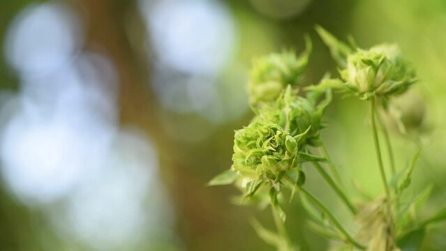 Green Rose Or Concourse Rose On Bokeh Nature Background.