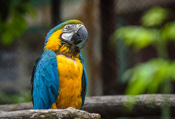 blue and yellow macaw ara © Яна Кириченко