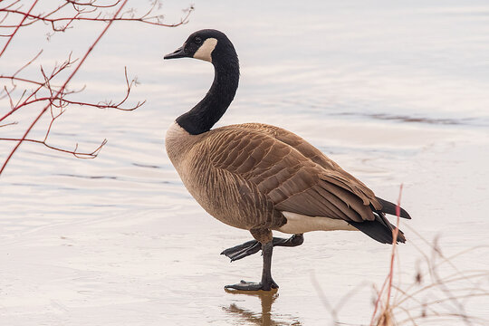 Canada Goose Walking On Icy Pond