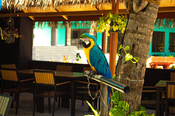 parrot  o loro in the maldives island in a house