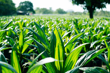 Oil Palm Seedling or Nursery