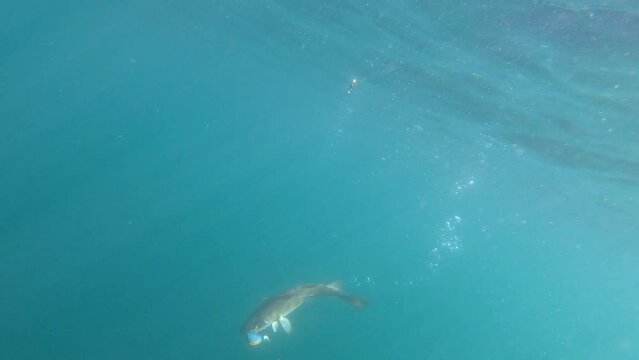 Cod fighting underwater in deep sea water. Cod was caught and hooked from Arctic Ocean off the coast of Nordkapp in Northern Norway in August 2022.