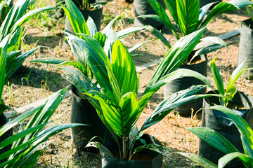 Obraz premium Oil Palm Seedling or Nursery