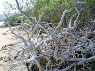 マングローブの根