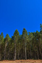 Fototapeta premium Forest Plantation 