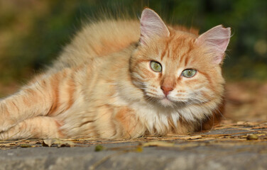 Beautiful cat looking at the camera