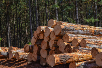 Timber Logging Wood Piles 