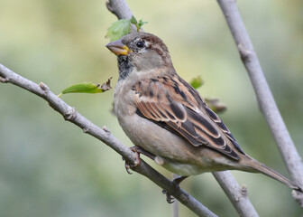  Sparrow standing on a tree branch
