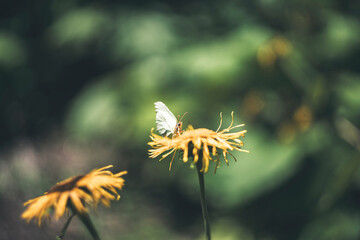 Butterfly on flower with amazing, artistic background