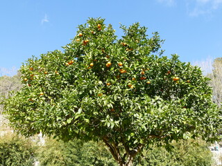 Fototapeta na wymiar Mandarin tree in southern Europe