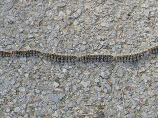 Processionary caterpillars look fluffy, but some of them can cause severe allergic reactions when touched
