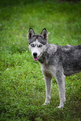 Gray Husky. Husky dog in the meadow, on a green background.