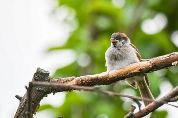 Sparrow. A cute sparrow chick sits on a branch in the garden.