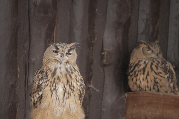 Strange Owl