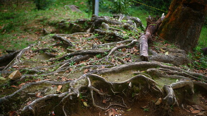 The roots of a large tree or forest view