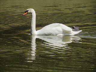 Obraz premium Closed-up of animals in the zoo, dogs and cats in my house