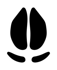 イノシシの足跡