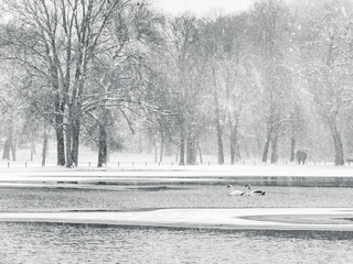 Geese on Pond in Snow