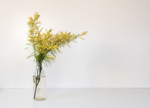 Close up of Australian wattle branch with yellow flowers in glass bottle  against white background (selective focus)