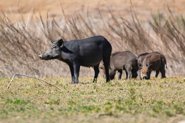 A female feral boar ina county park clearing