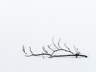 Simple Branch Lying on Snow