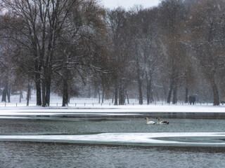 Winter Pond with Geese and Snow