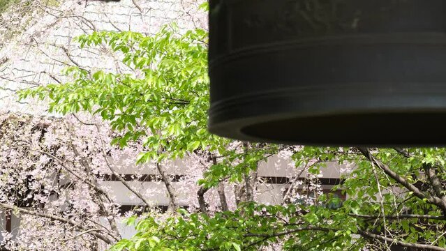桜と釣鐘