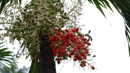 Adonidia fruits. Adonidia is a genus of flowering plants in the family Arecaceae, native to the...