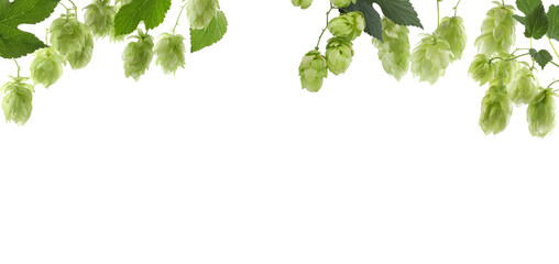 Branches of fresh green hops on white background. Banner design