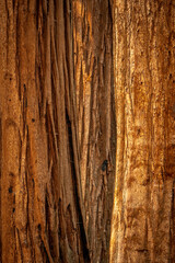 Layer of Three Sequoia Trees Glow Orange In Morning Light