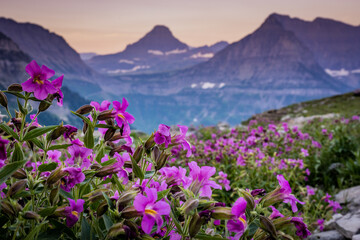 Lewis Monkeyflowers Bloom Along Highline Trail With Mount Oberlin In The Distance