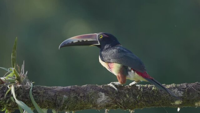 a slow motion clip of a collared aracari hopping on a tree branch at boca tapada of costa rica