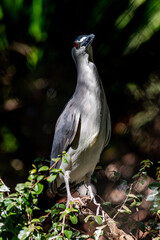 grey heron bird