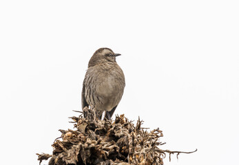 sparrow on a branch