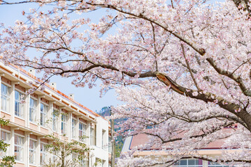 Bloom, Branch, Tree