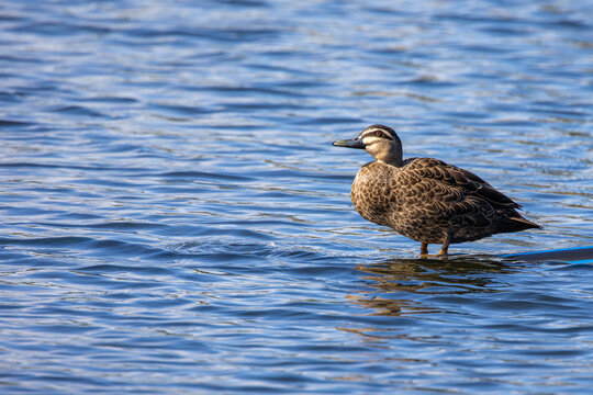 Pacific black duck, Anas superciliosa, paddling in water
Most common duck found in Australia
