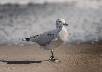 javiota