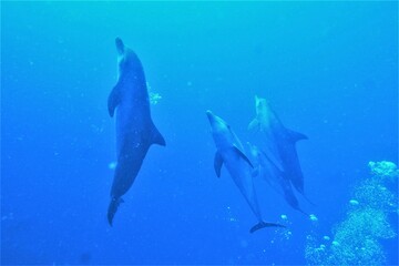 Swim with dolphin in Chuuk, Micronesia Chuuk state of Federated States of Micronesia.
