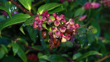 Cluster of berries covered in water droplets at dawn, at the high altitude Paraiso Quetzal Lodge outside of San Jose, Costa Rica