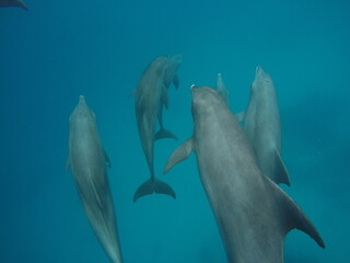 Fototapeta premium Swim with dolphin in Chuuk, Micronesia Chuuk state of Federated States of Micronesia.