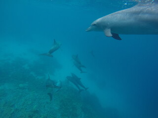 Obraz na płótnie Canvas Swim with dolphin in Chuuk, Micronesia Chuuk state of Federated States of Micronesia.